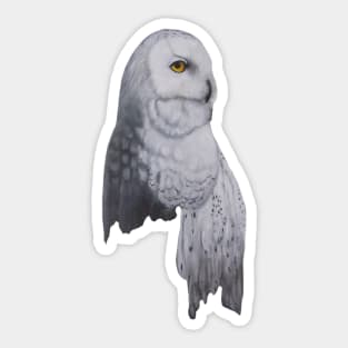 owl Sticker